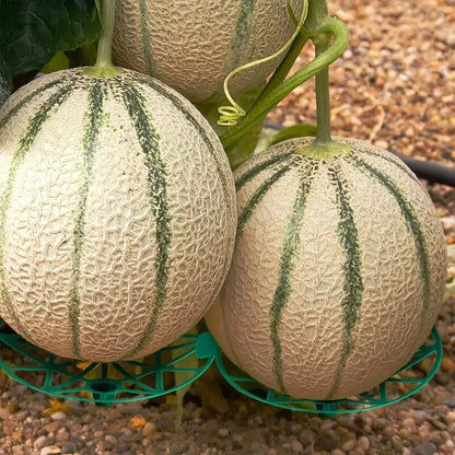 MelonLift 20-Pack