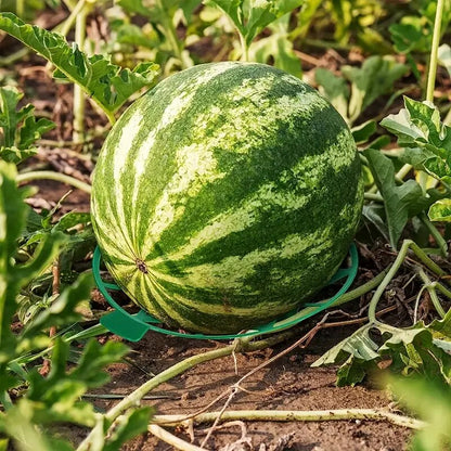 MelonLift 20-Pack